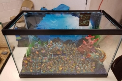 52665250_2036917333090838_4573039653589876736_n